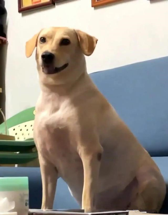 为了不让爷爷孤单，领养了一条狗狗，半年后：这是喂的猪饲料？