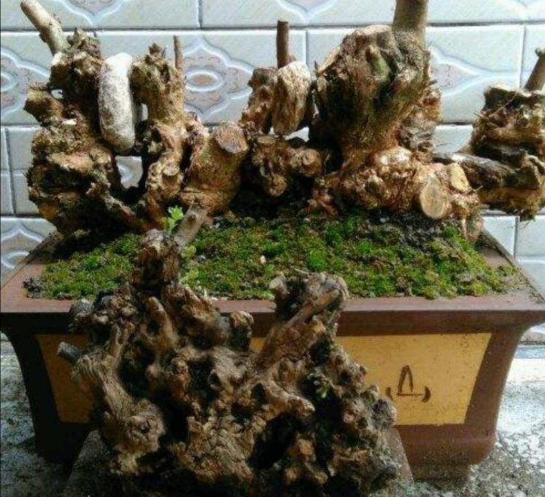 疙瘩树桩盆景,上山挖各种树桩做盆景