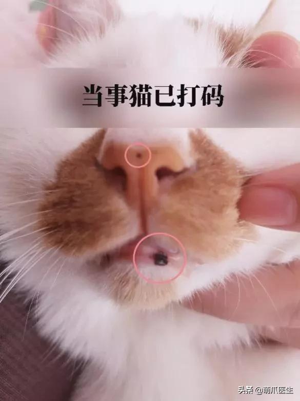 猫咪皮肤有黑斑点还很容易掉毛,猫咪身上有黑色斑点是怎么回事
