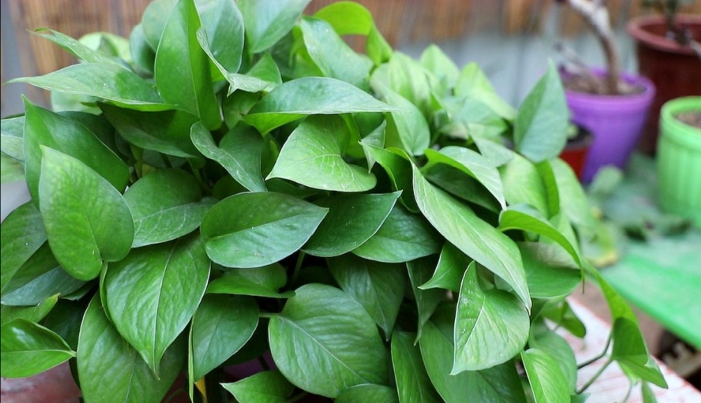 想要绿萝养得好，方法很简单，抓住主要关键点