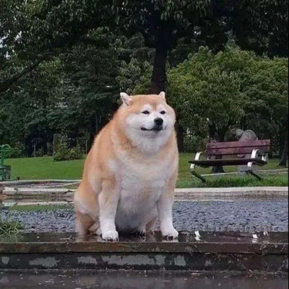 狗狗腿部僵硬，是不是关节出现问题了？要怎么避免？