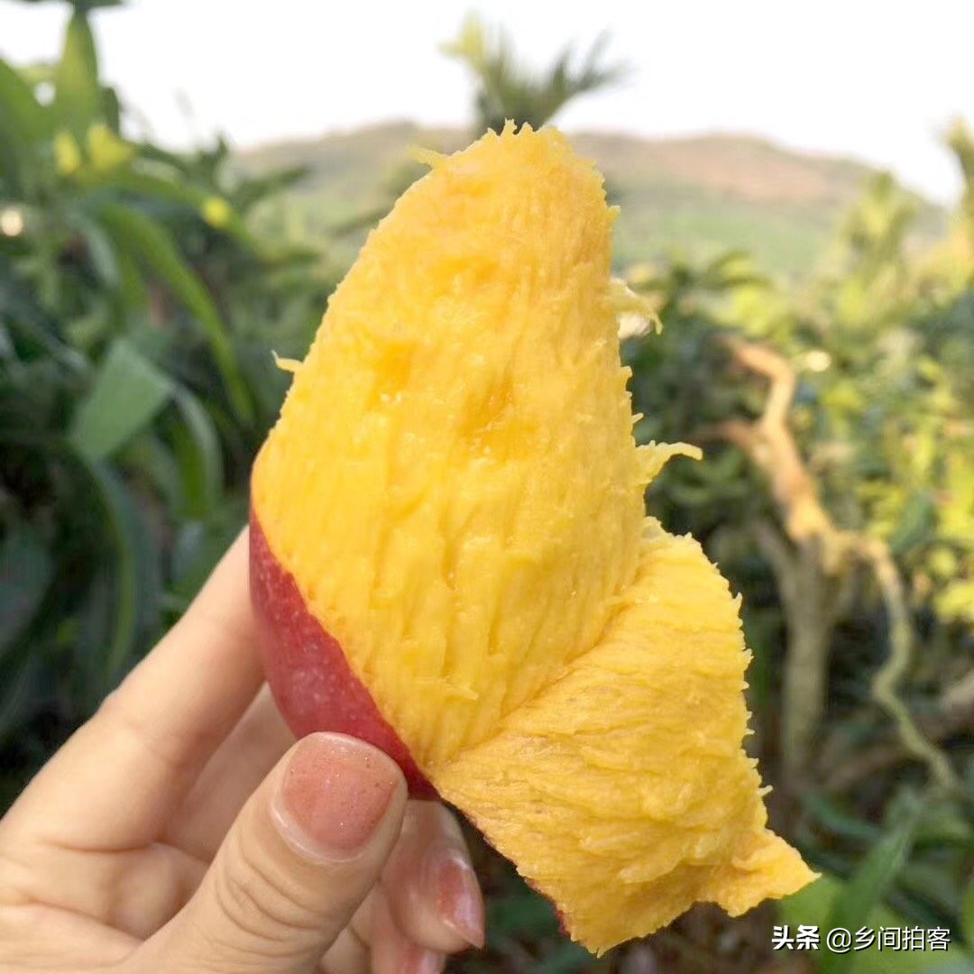 海南产地直发贵妃芒,海南产地树熟贵妃芒