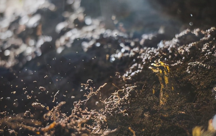 大山里的原生态新鲜笋,黄泥拱笋视频大全