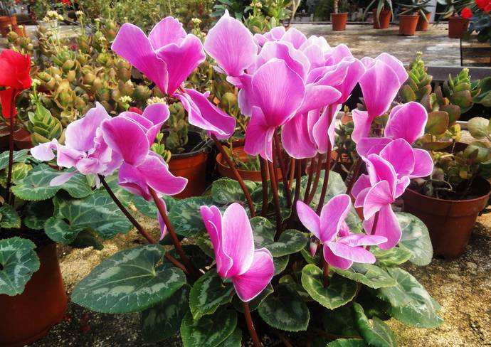 公认漂亮却难养的8种花,秋冬最难养的8种花