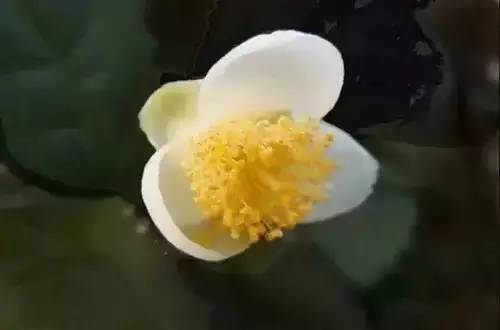 全国56个城市市花一览,56个市的市花