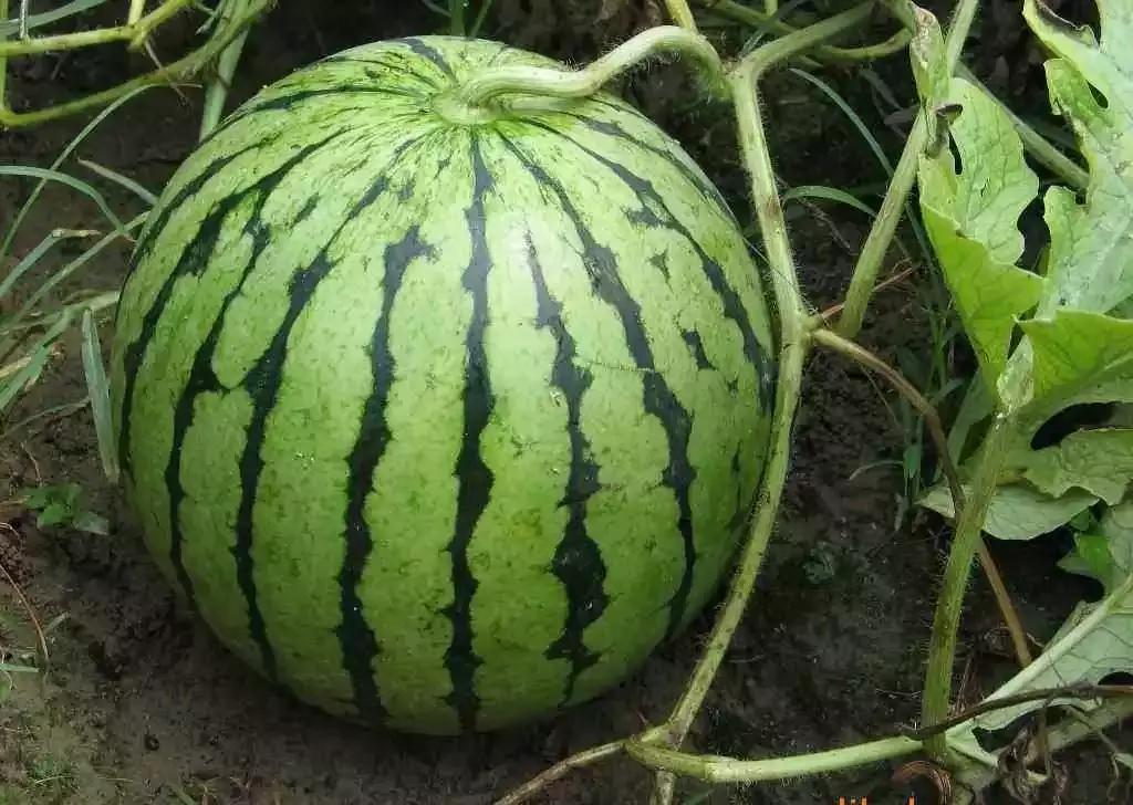 西瓜的炭疽病和枯萎病怎么区别,西瓜蔓枯病和炭疽病有什么区别