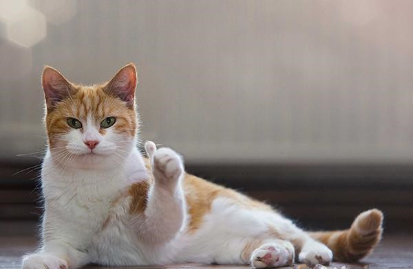 猫咪掉毛严重的原因及解决办法,猫咪掉毛怎么办这5个方法帮助你