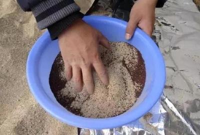 君子兰从配土到开花的五种步骤,君子兰怎么样繁殖出小的君子兰