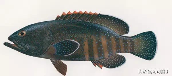 你不知道的海洋里面有什么,十种你没见过的海洋生物