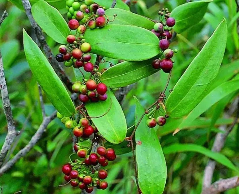 椰果仙草西米露,椰奶西米露烧仙草图片