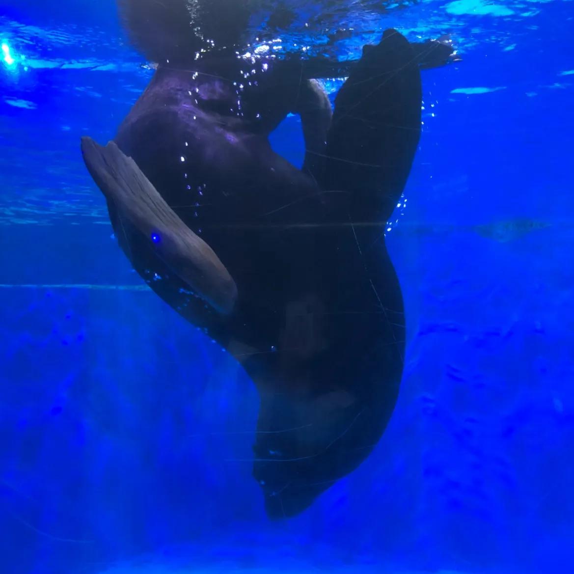 抚顺海洋极地馆亲子攻略,抚顺皇家极地海洋世界亲子游