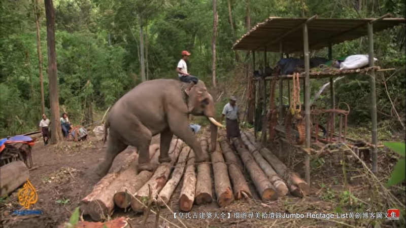 第1844回:皆伐破坏栖息生态,间伐劳工大象伐木