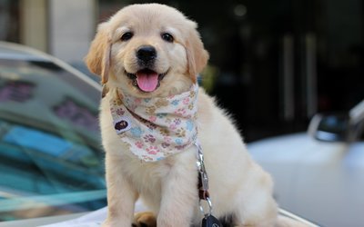 被宠物医院坑了的钱怎么要回,如何避免被宠物医院坑