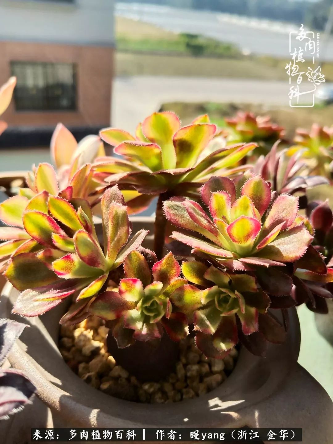 养多肉是业余的纯粹是爱好,每晚7点教您快速入门养多肉