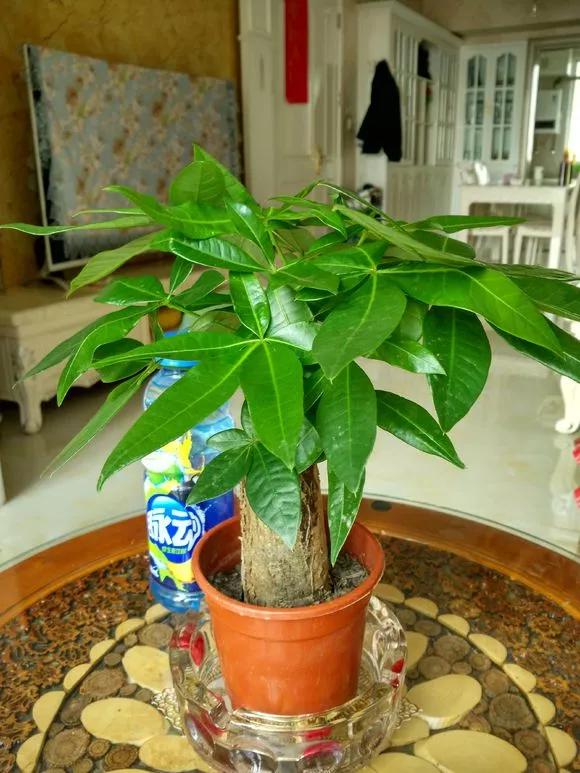 栀子花月季花叶子发黄有黑斑点,茉莉栀子花叶子发黄怎么办