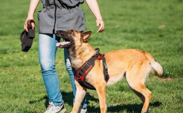 马犬与德牧哪个好饲养,马犬和德牧哪个更适合城市饲养