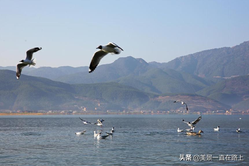 西伯利亚海鸥回到泸沽湖,西伯利亚海鸥泸沽湖