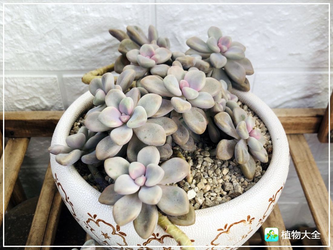 多肉植物艾伦视频,多肉植物艾伦价位