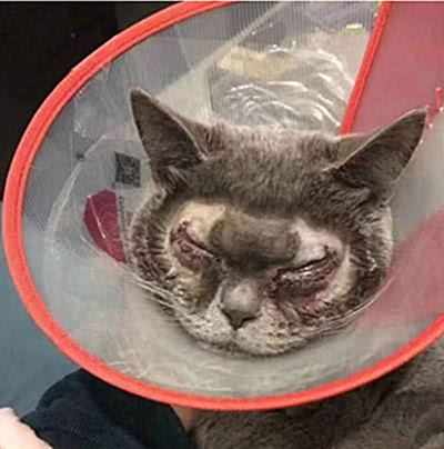 宠物整形手术背后的残忍你见过吗,宠物美容技术的手法有哪几种