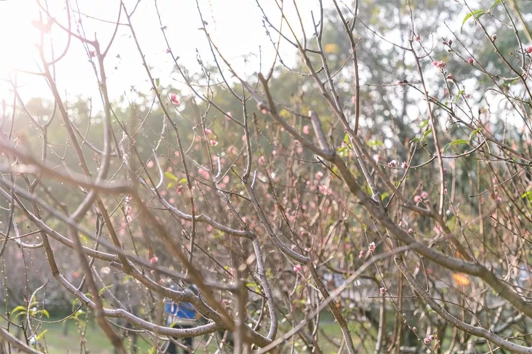 去深圳免费游玩的10个地方,深圳免费游玩景点推荐