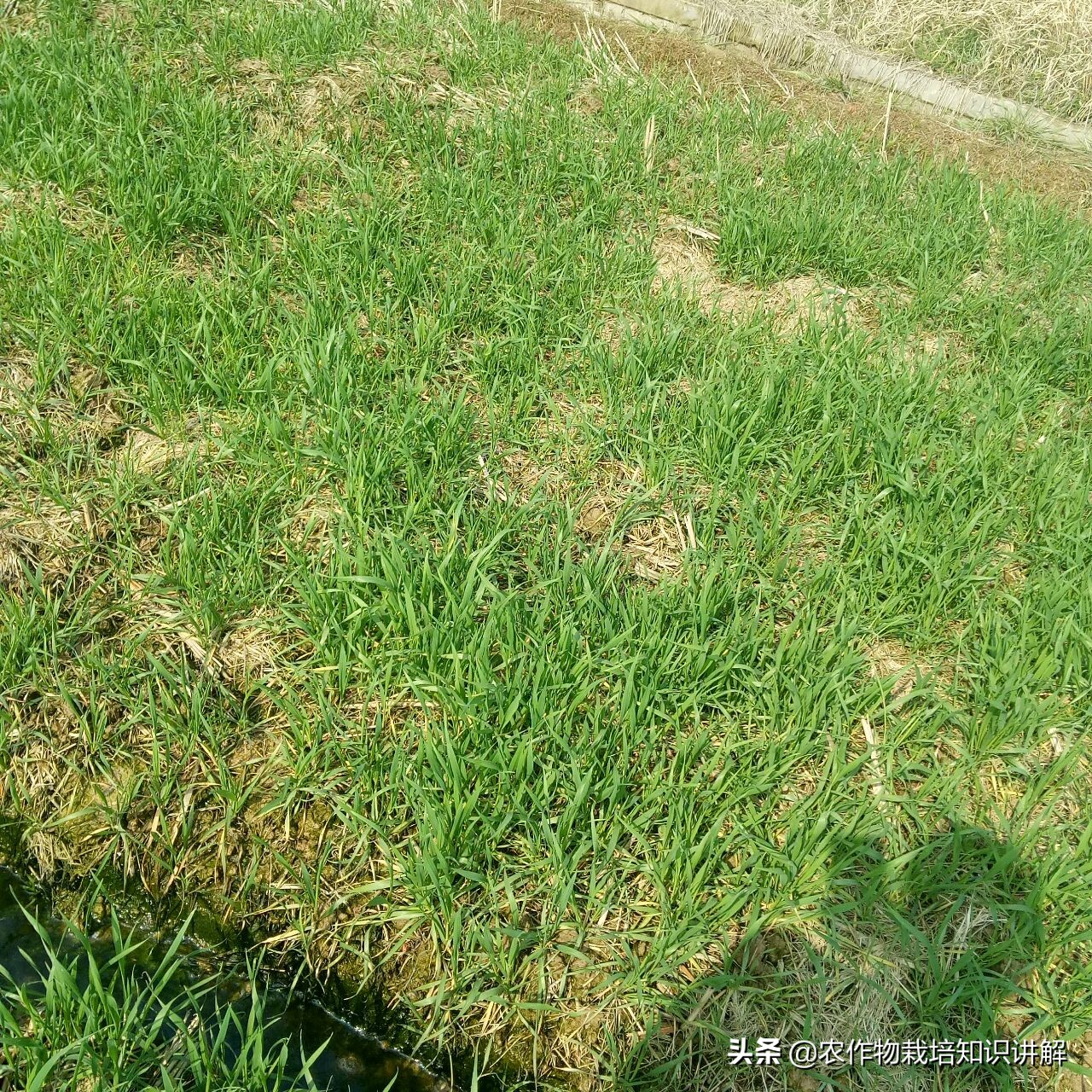 小麦预防赤霉病哪种药好,小麦预防赤霉病打什么药