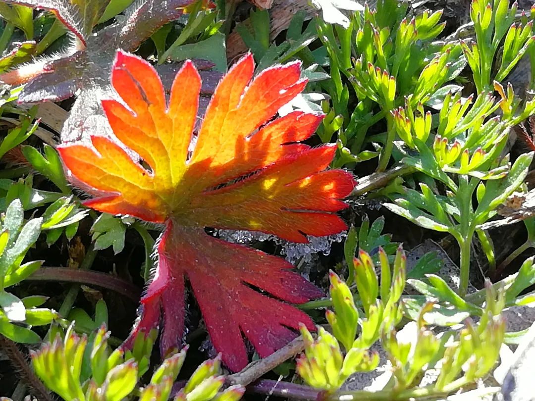草木人间的丁香花,草木人间夏天
