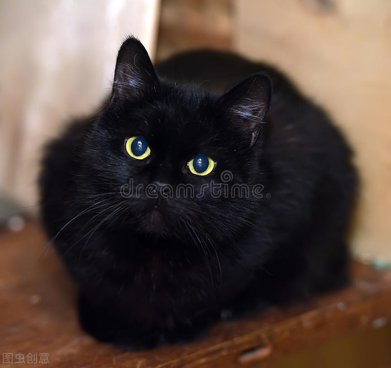 适合新手宠物猫,宠物猫新手哪种好养