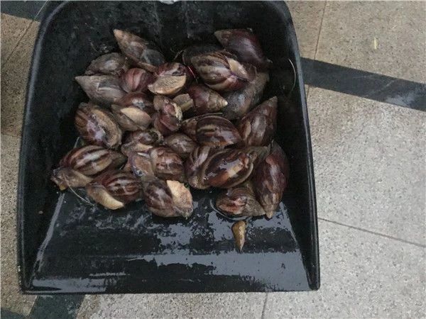 注意啦！非洲大蜗牛出没，食用可致脑膜炎，对蔬菜危害极大