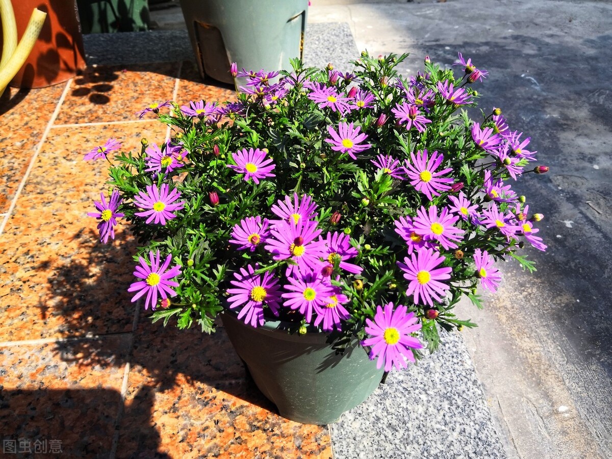 平价的“爆花小能手”：第一性价比高，第六是调色担当