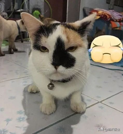 猫被蜜蜂蜇了涂什么好,猫咪被蜜蜂蜇了怎么办