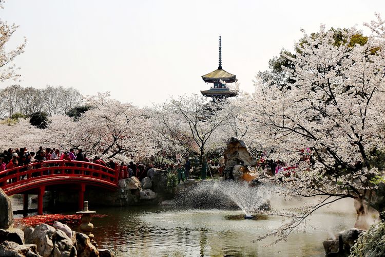 鑻遍泟褰掓潵妯辫姳鏈夌害,妯辫姳鐩涘紑鑻遍泟褰掓潵瀹屾暣瑙嗛