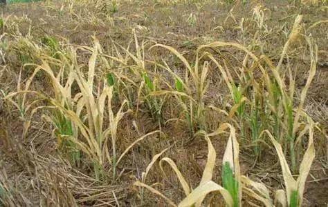 玉米苗后除草正确方式,玉米苗后除草用什么药