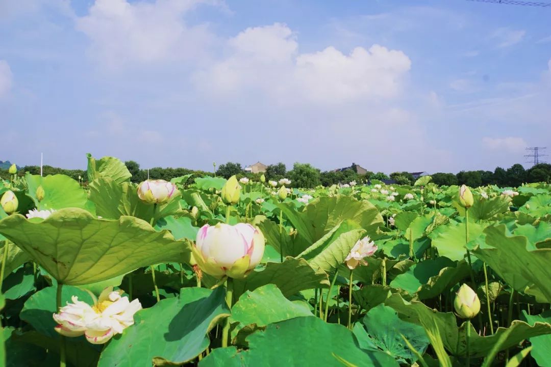 苏州赏荷花地方,美翻南湖景区