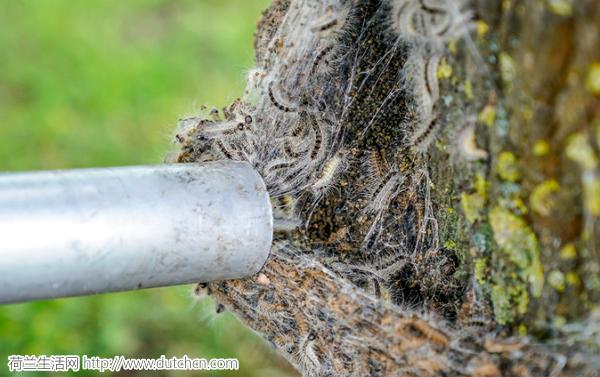 全球十大毒毛虫,毒毛虫的刺引起全身过敏