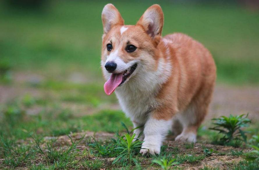 能看着而且很忠诚颜值高的四种狗,这6种狗高颜值性格好适合家里养