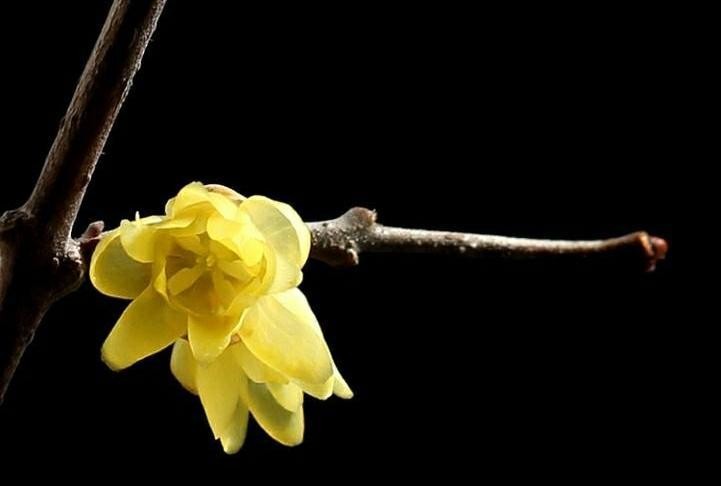 傲雪凌霜的腊梅正在绽放,傲立寒冬的腊梅