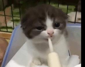 铲屎官都是怎么照顾幼猫大便的,30条新手养猫注意事项铲屎官必看