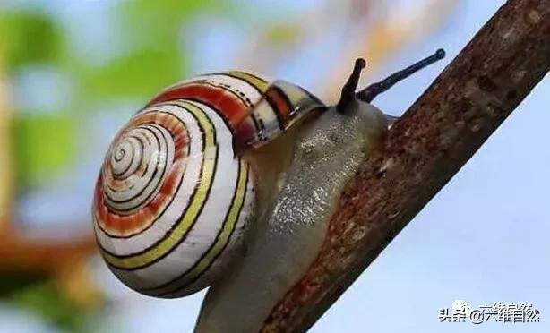 非洲最漂亮的蜗牛,世界上最美丽的珍珠蜗牛