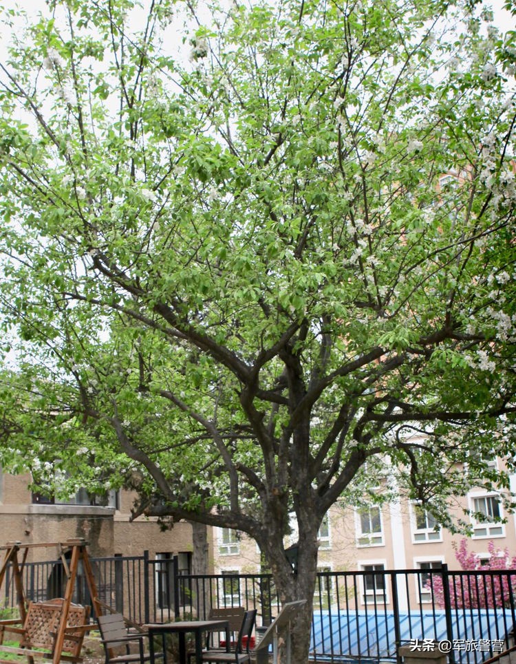 大连八七疗养院战友,大连市八七疗养院的故事