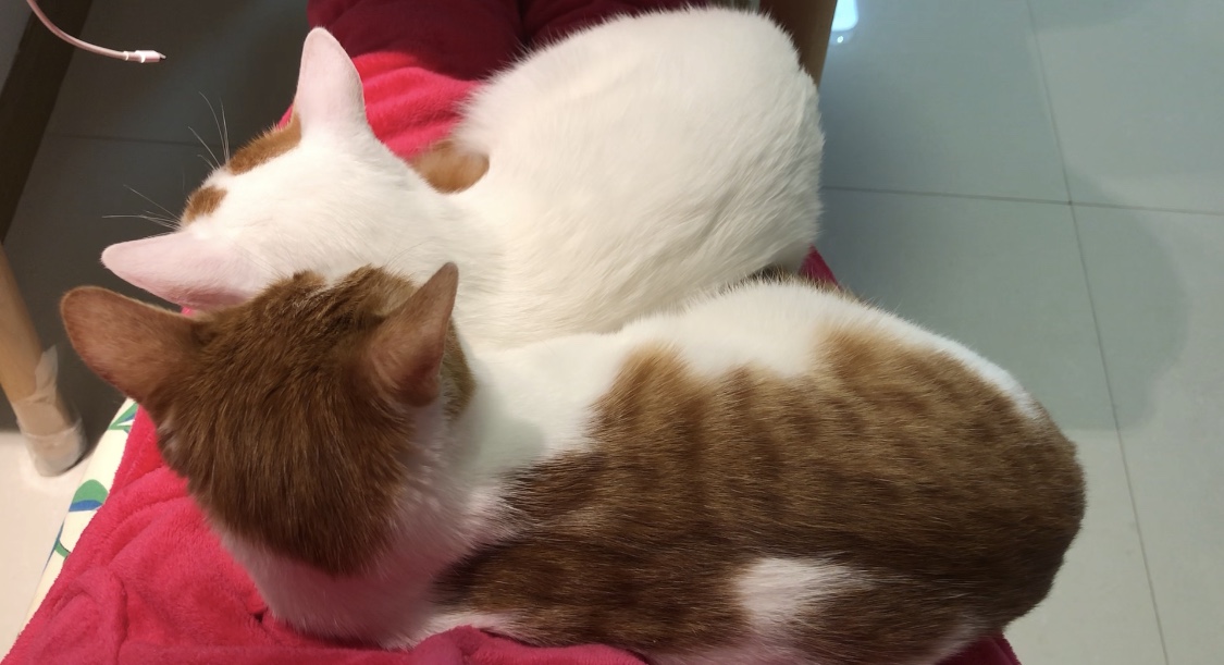 猫咪吃的卵磷脂跟鱼油有什么区别,猫咪补充卵磷脂还是掉毛