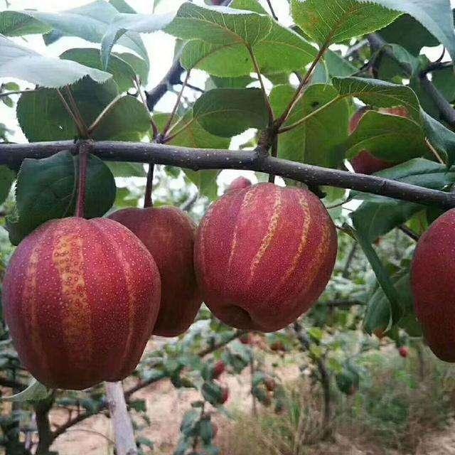 7月三伏天,有条件的多吃这4种蔬果,消暑解渴,胜过天天喝饮料