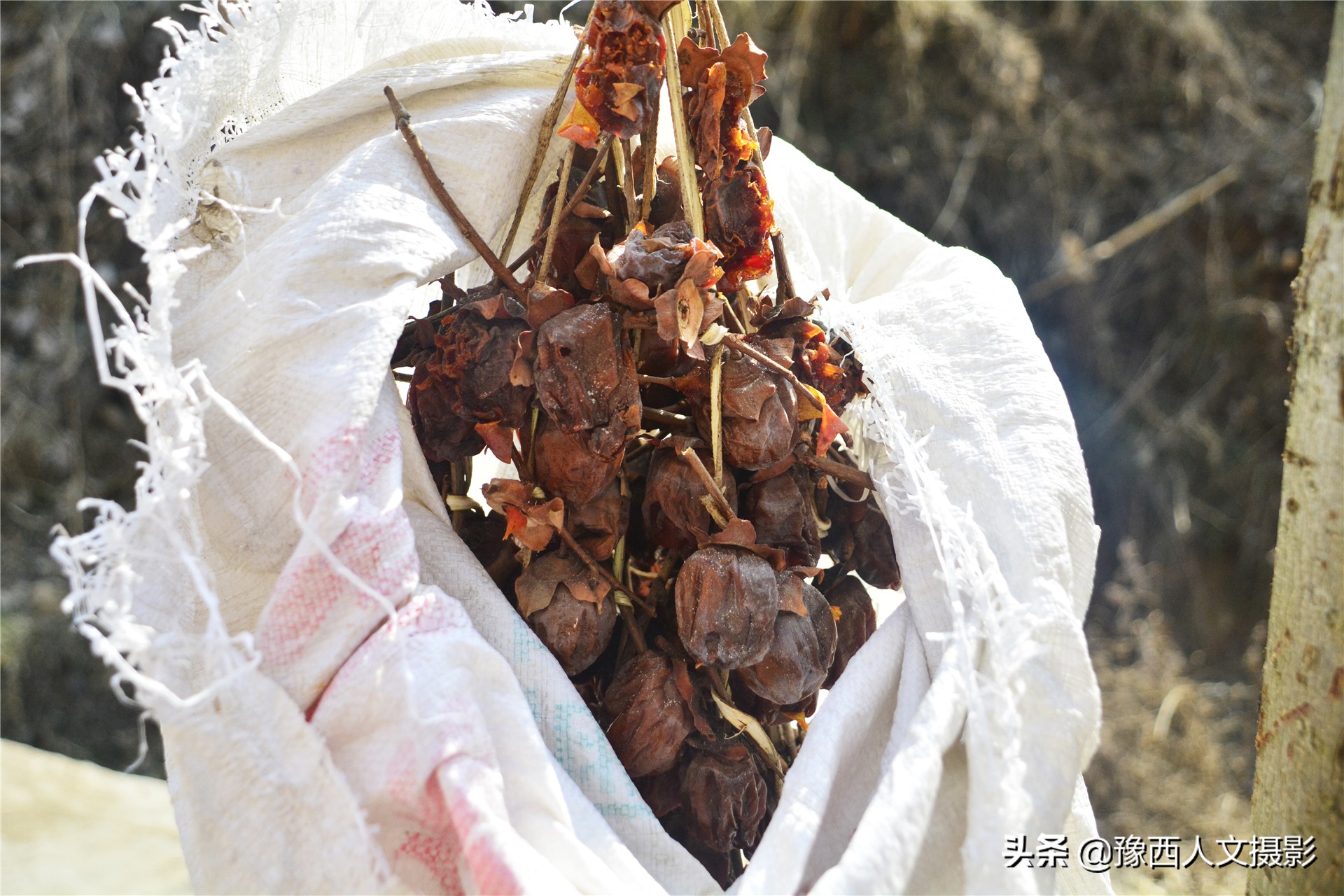一百多年的老柿树才长这么大,碗口粗无核柿树图片