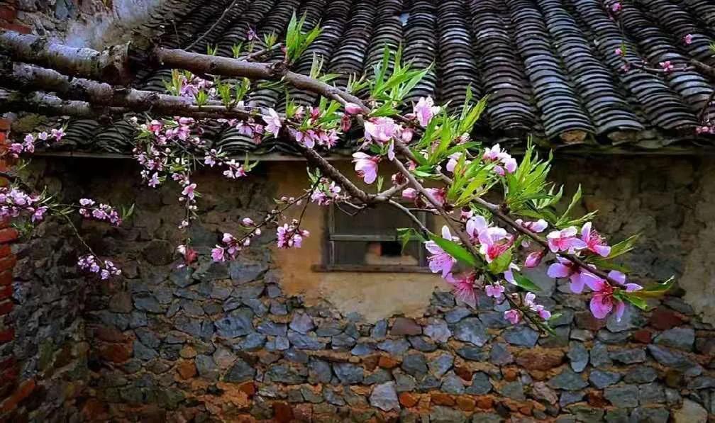 仲春初四日春色正中分古诗,今日春分昼夜平分春意融融