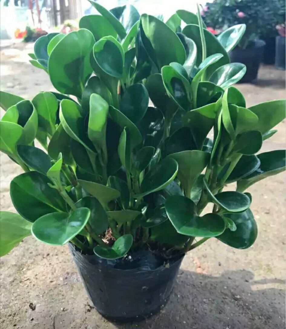 花盆里的小飞虫用什么办法能解决,花盆里有小飞虫怎么办快速解决