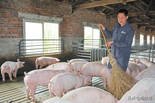 养了这么多年的猪一直亏本,养了20多年的猪后来怎样了