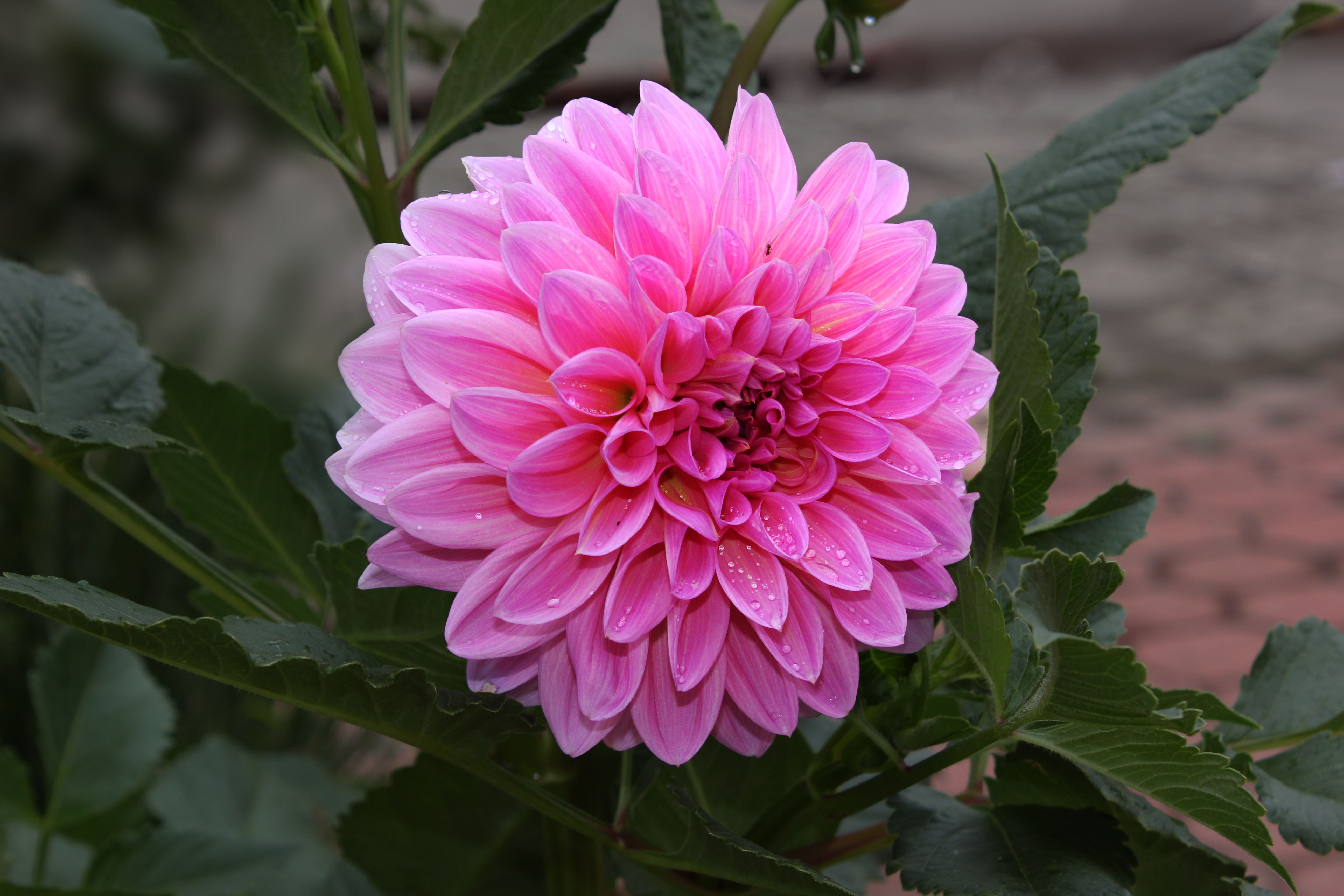 大丽花烂根怎么救治,地栽大丽花下雨过多引起烂根