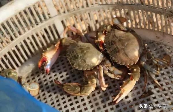 海鲜干货推荐烟台店有哪些,烟台海鲜干货怎么挑