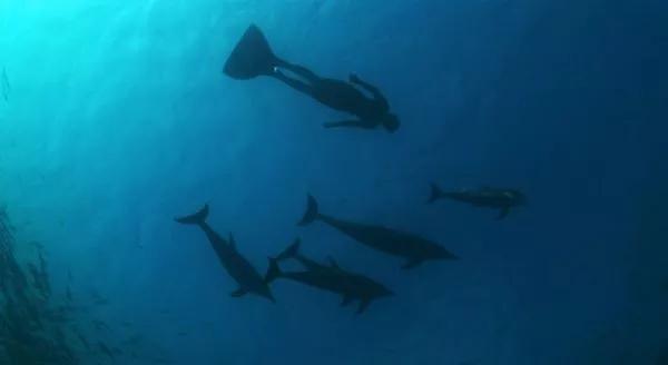 海豚湾被吐槽视频,海豚湾充满争议