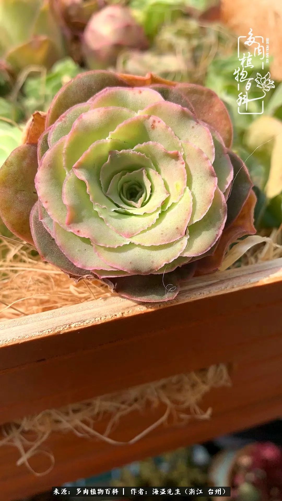 山地玫瑰养护顺口溜,山地玫瑰的养护种植注意事项视频