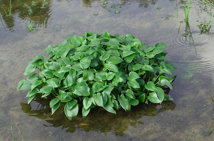 鸭舌草是中药吗,鸭舌草药